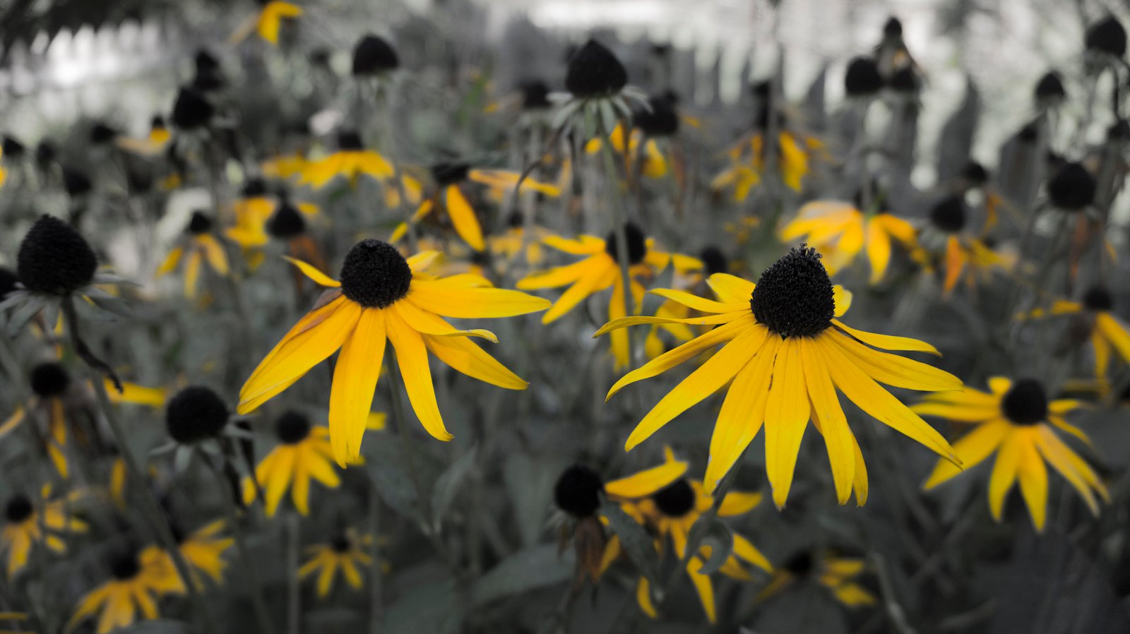 Vivid Colors Versus Infinite Blacks (image credits: wikimedia)